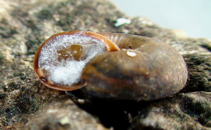 Chilostoma (Campylaea) planospira var. Neapolitana,Paulucci